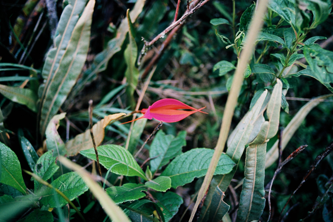 Inca trail