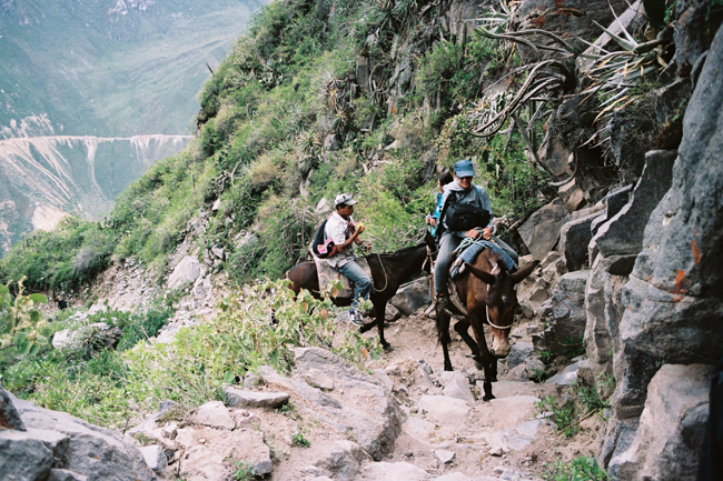 two mules