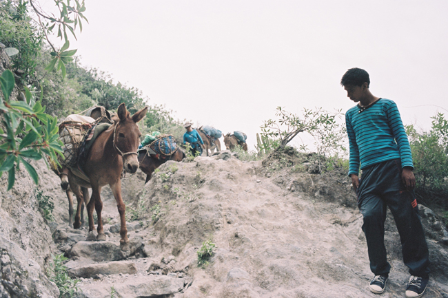 boy and mules